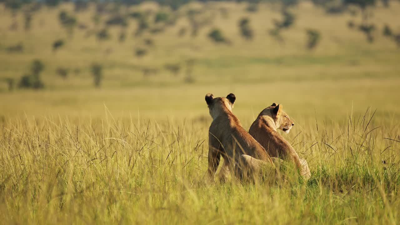 leones descansando en el sol de la tarde puesta de sol, hermosa vida silvestre africana en la reserva nacional de maasai mara, kenia big 5, turismo de áfrica para ver animales de safari