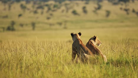 lions resting in the evening sun sunset, beautiful african wildlife in maasai mara national reserve, kenya big 5, africa tourism to see safari animals