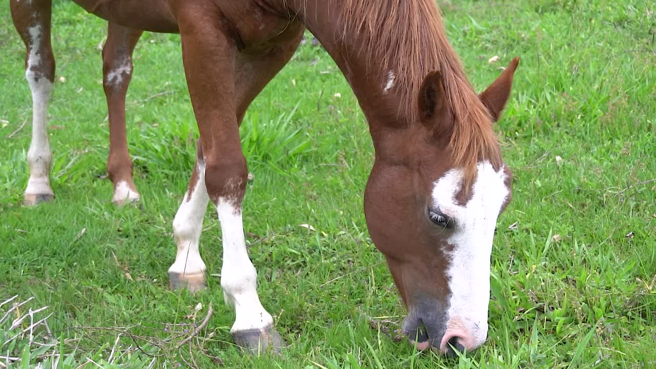 En hest på åben mark spiser græs om sommeren i Brasilien