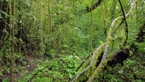 La-Exuberante-Vegetación-De-Un-Denso-Bosque-Envuelve-La-Cámara-Mientras-Captura-La-Serena-Belleza-De-La-Naturaleza