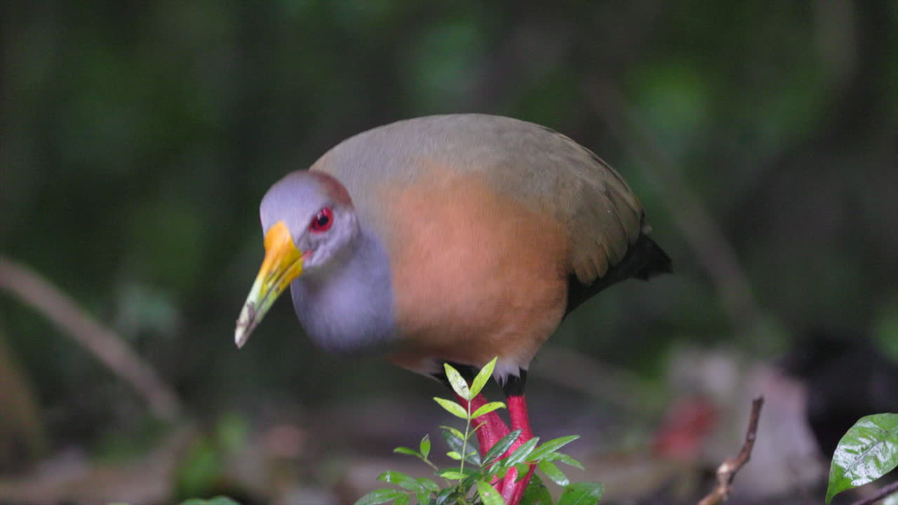 Wild close-up eating Russet-naped Wood-Rail in tropical Tikal rainforest jungle