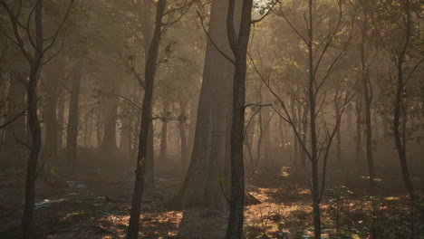 Forest-of-trees-with-dirt-floor-in-the-morning