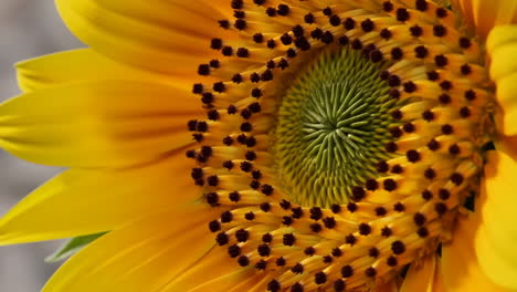 close-up of a vibrant sunflower