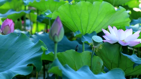 beautiful pink lotus flower with green leaves in pond