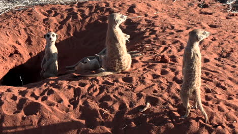 a group of meerkats close to their den in the red kalahari sand