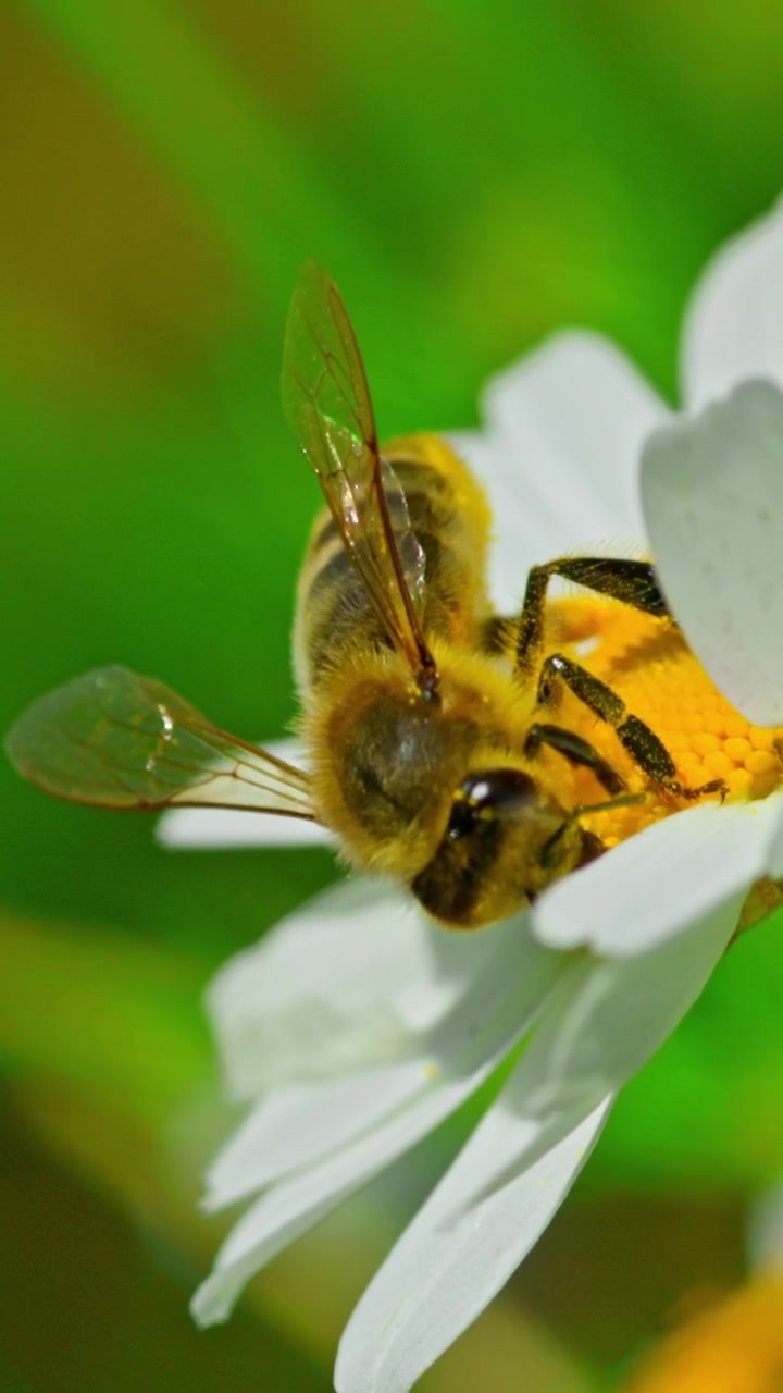 Macro Shot of a Bee Collecting Pollen from a White Flower