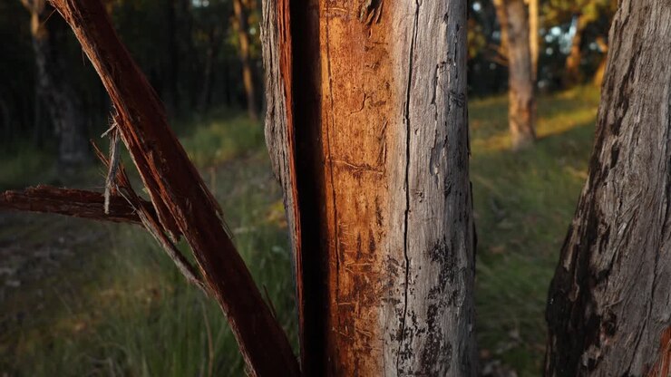 Nærbilde i sakte film av bark som faller av et eukalyptustre