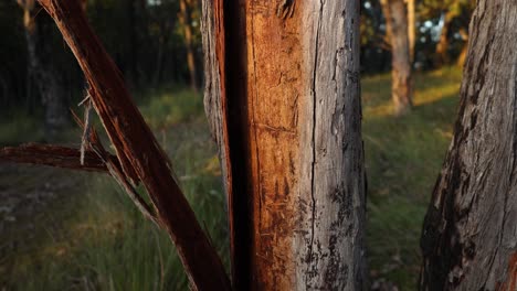 cerca de la cámara lenta de la corteza cayendo de un árbol de eucalipto