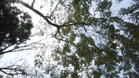 Looking-up-at-trees-in-Phuket,-Thailand