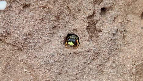 a digger wasp at the entrance of its burrow