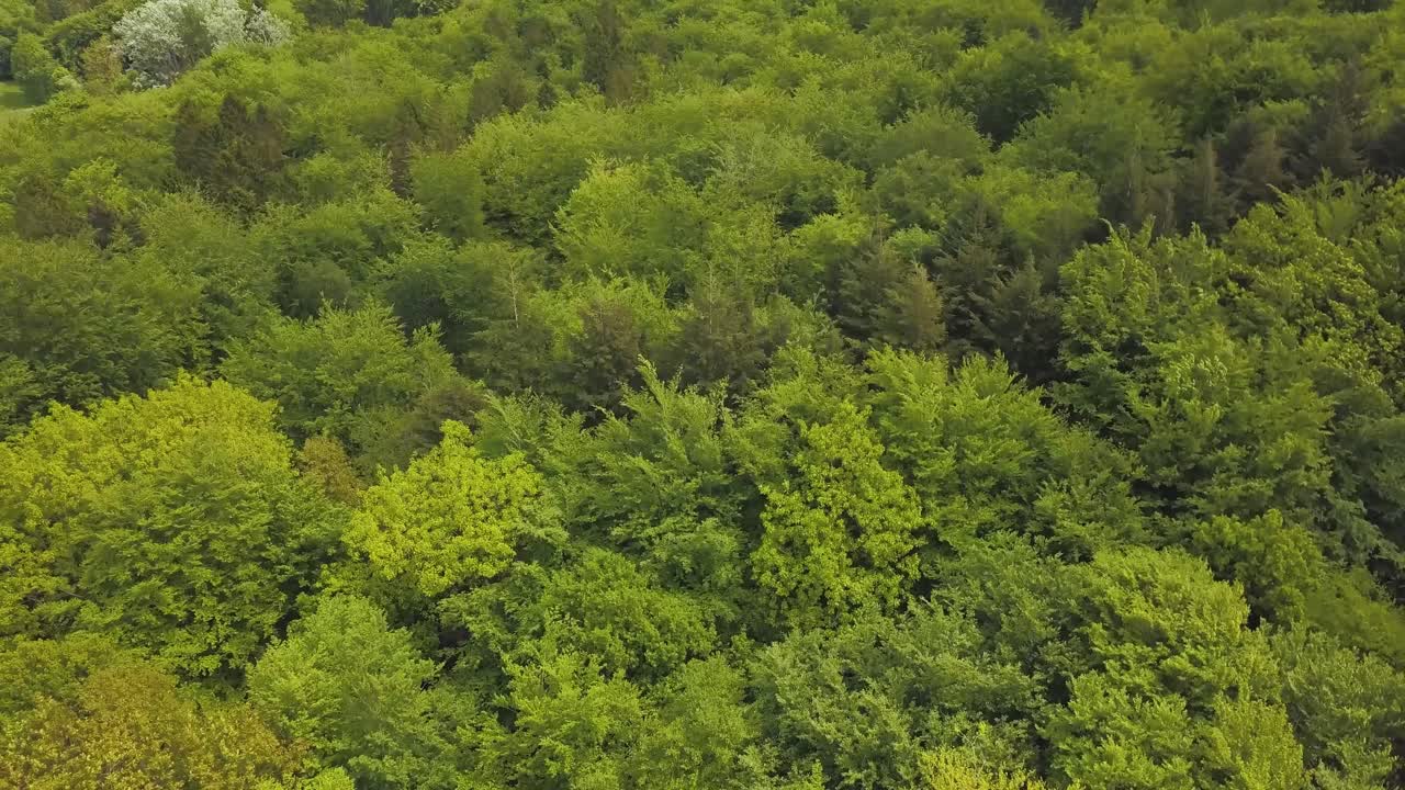 Rising up above the trees in the great woods Forrest, Somerset, United Kingdom