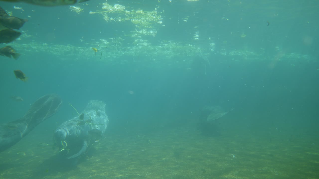 underwater view of the interior of an aquarium with various fish and manatees, reflections of sunlight