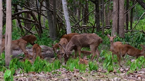 El-Ciervo-Del-Campo-Es-Una-Especie-En-Peligro-De-Extinción-Debido-A-La-Pérdida-De-Hábitat-Y-La-Caza