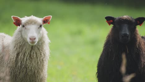 two sheep stand in the lush green meadow with a curious look