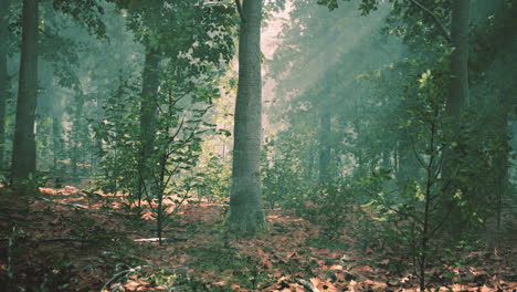 luz del sol en el bosque verde en la primavera