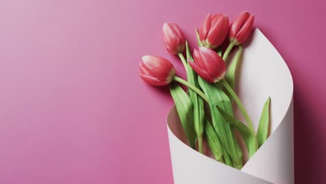 Video-Eines-Straußes-Roter-Tulpen-Auf-Weißem-Papier-Und-Kopierraum-Auf-Rosa-Hintergrund