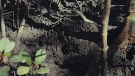 mud crabs walking on the floor of a mangrove forest