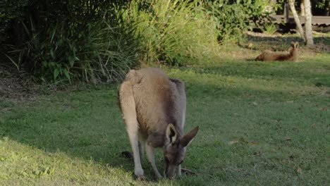 eastern grey kangaroo grazing on the grass - australian kangaroo lifting head and looking at the camera - gold coast, queensland, australia