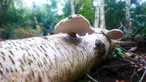 woodland forest polypore wild mushroom fungi growing on fallen white birch tree trunk pull back