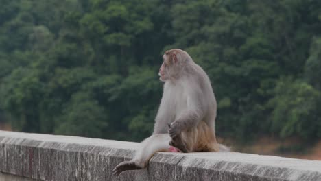 monkey on grey wall