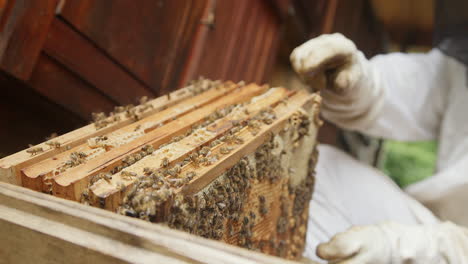 apiarist taking the hive frames from a beehive box, close up shot