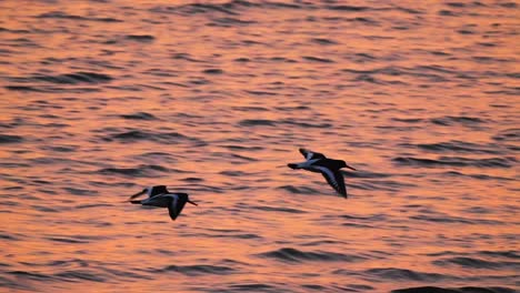 toma de seguimiento de dos ostreros euroasiáticos volando contra la puesta de sol de agua de mar naranja