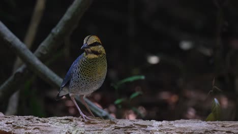 facing towards the right and moving towards the left side of the frame, a blue pitta hydrornis cyaneus hops as it looks around its surroundings