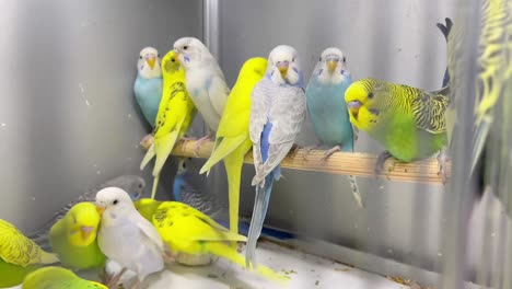 closeup of a green and blue budgerigar sitting in 4k 2025 08 04 05 19 11 utc.mov | animal, background, beak, beautiful