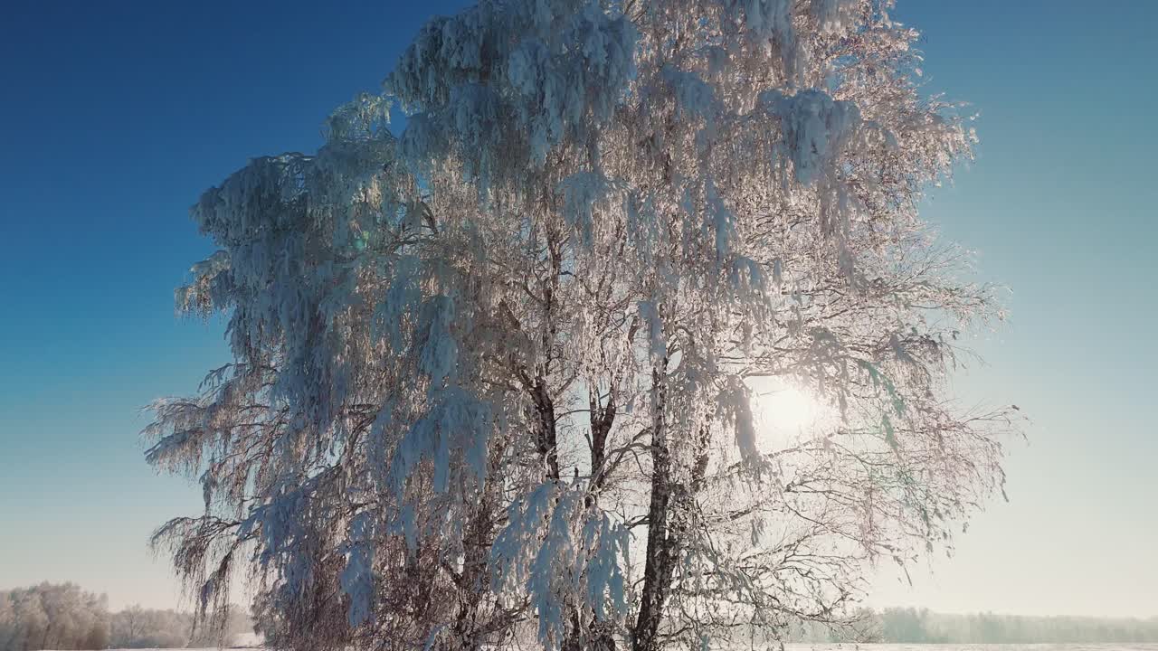 Snowy Trees in Winter