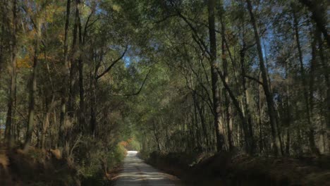 conduciendo a través de un bosque en un camino de tierra-1