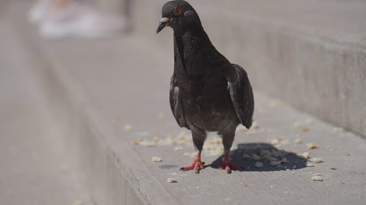 Close Up Of City Pigeon Eating Crumbs On Steps In Paris France 1