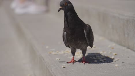 primer plano de una paloma de la ciudad comiendo migas en los escalones de parís, francia 1