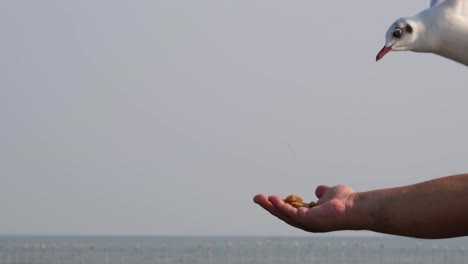 Seagull-hovering-next-to-a-man's-hand-trying-to-snatch-some-food-at-Bang-Pu-Recreation-Center,-Samut-Prakan,-Thailand