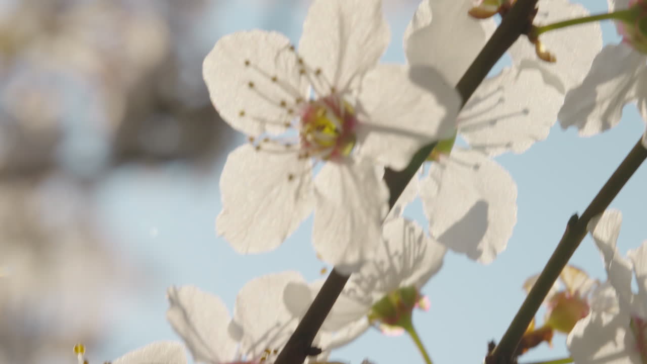 Spring Blossoms in Sunlight