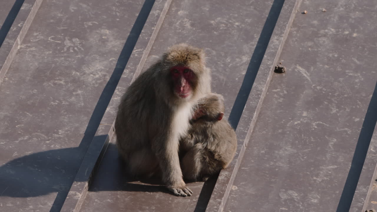 야생 일본 마카크 엄마가 지붕에서 어린 아기를 안고 보살니다.
