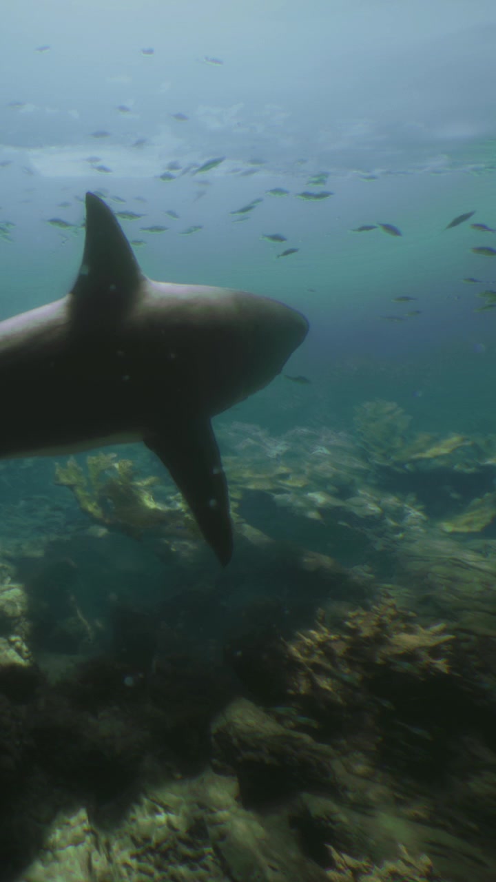 Large shark swims near coral reef in clear blue water during daytime