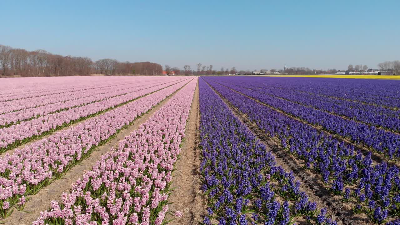 hermoso campo de jacinto holandés con flores rosas y violetas florecientes