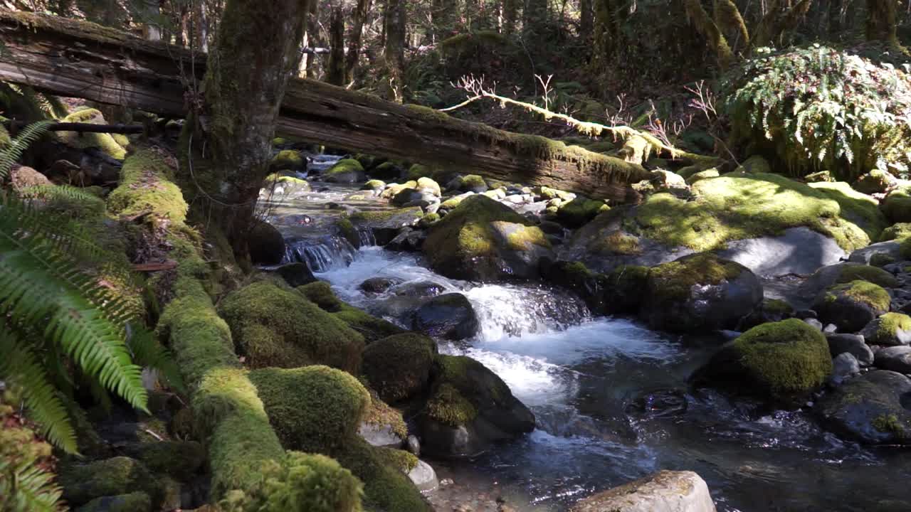 agua que fluye sobre rocas cubiertas de musgo en el bosque, parque nacional olímpico, washington, cámara lenta