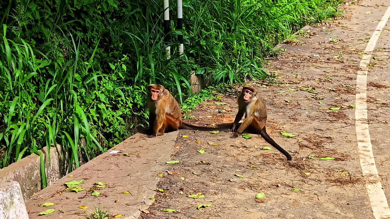 Monkeys resting calmly beside a rural road and green zone