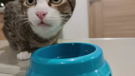 close up footage of cute tabby cat eating pet food from the bowl