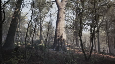 cálido paisaje de otoño en un bosque