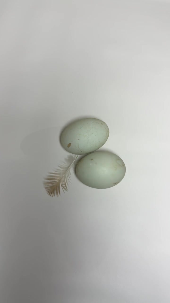 Hand Arranging Two Speckled Blue Eggs and a Feather on White Background