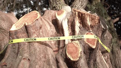 deforestación de árboles en el parque