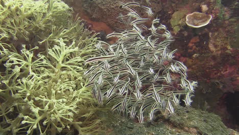 school of striped catfish feeding close to a matching color soft coral