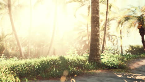 tropical garden with palm trees in sun rays
