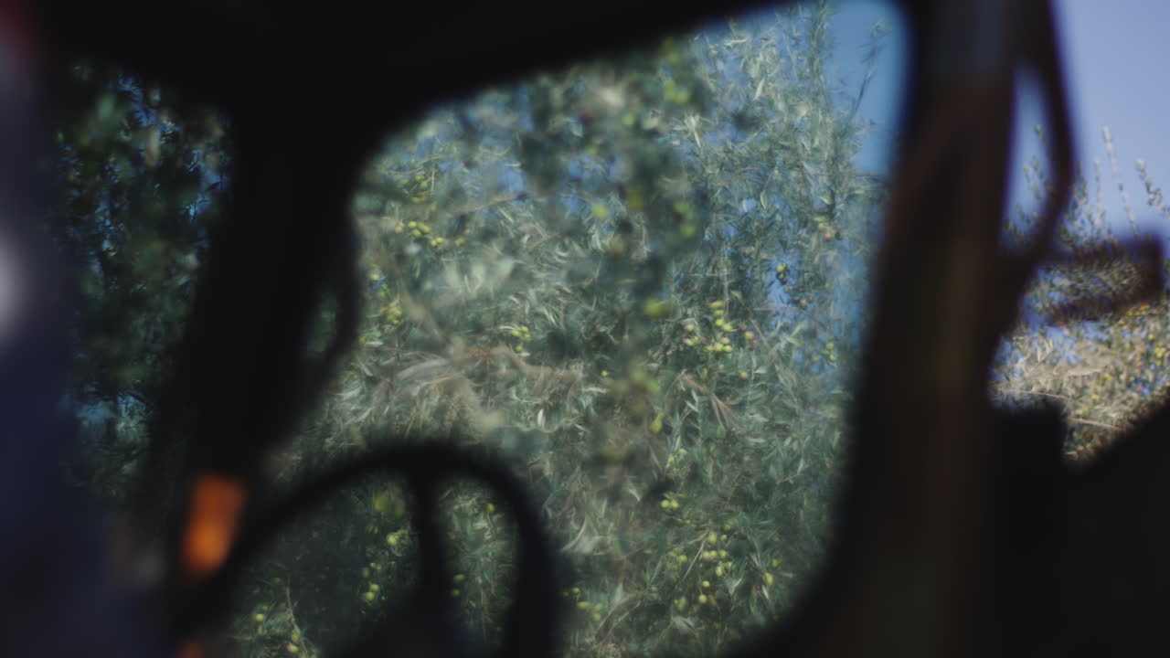 View of an Olive Tree from inside a Vehicle