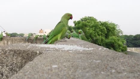 Pandemonium-of-parrots-eating-rice-early-in-the-morning