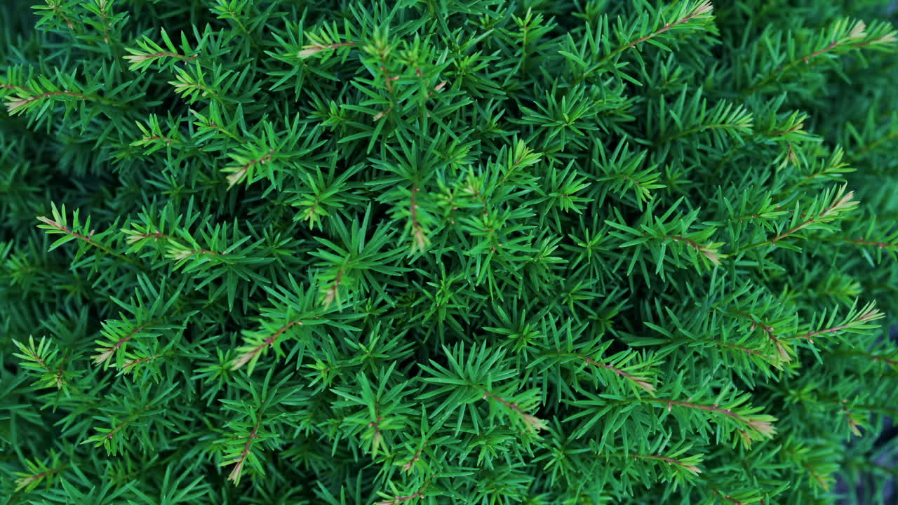 Close up of a green yew tree branches in a garden