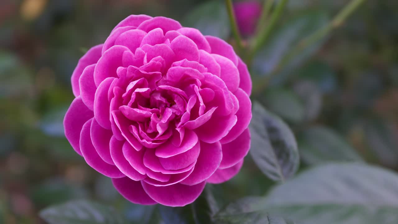 An intense magenta pink rose, fully open and centered, with dark green leaves in a garden background