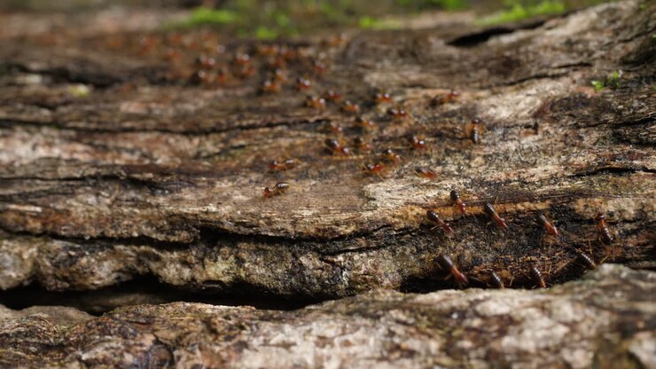 Termites on a log